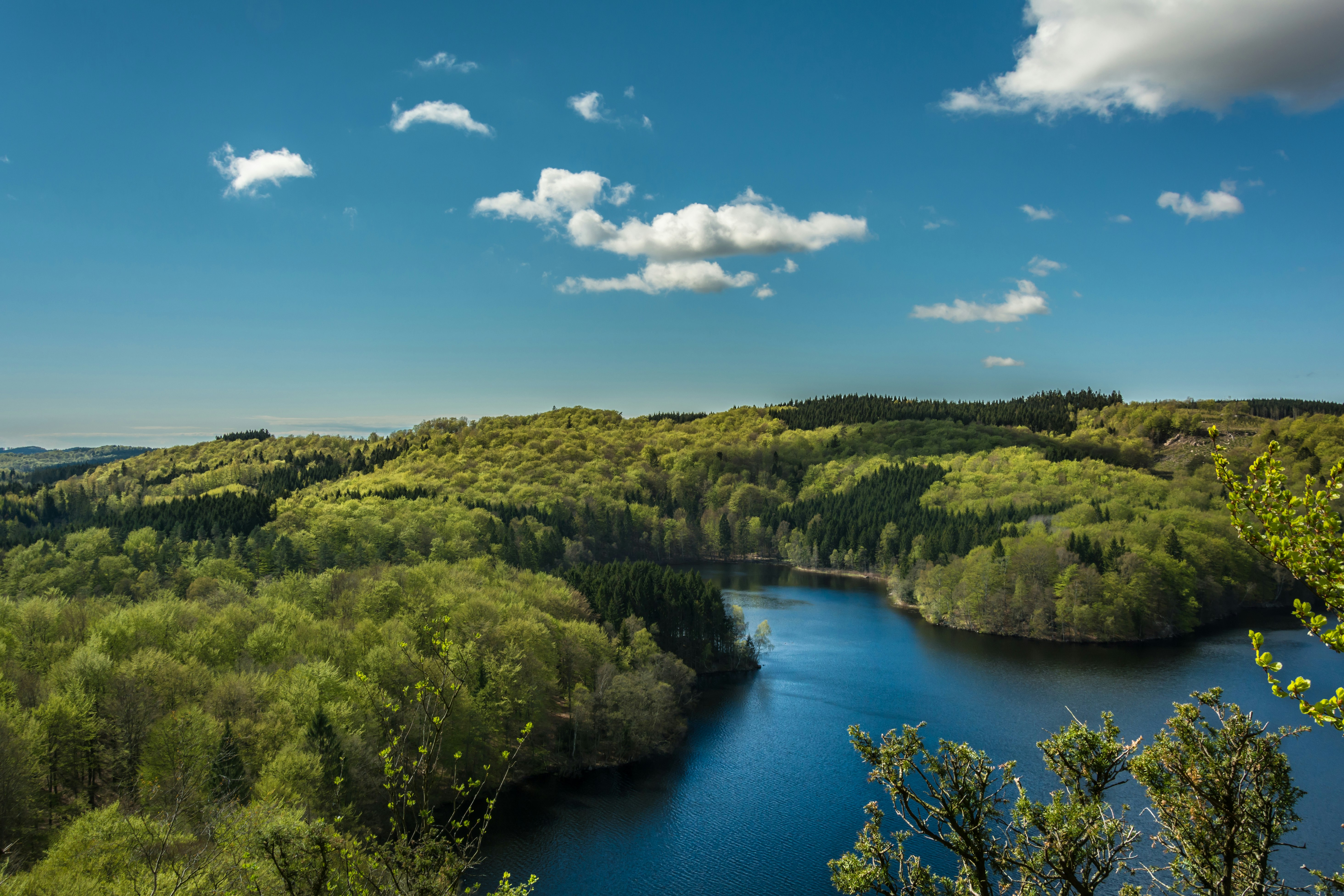 aerial view of river surrounded by trees